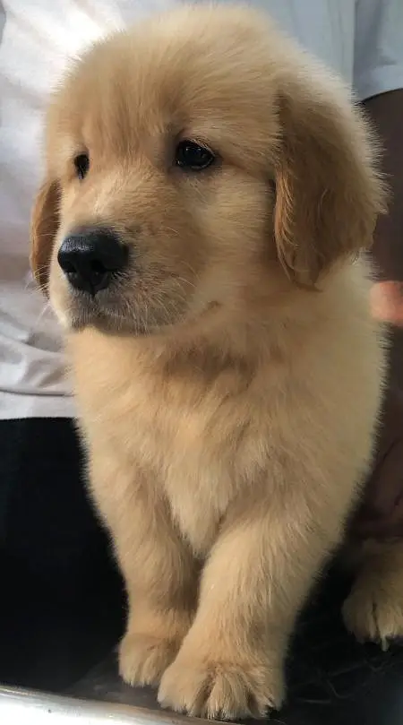 Golden Retriever Pedigree — photo 6