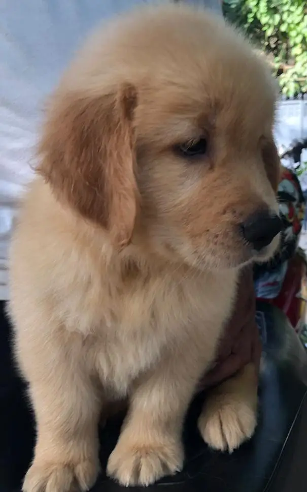Golden Retriever Pedigree — photo 7