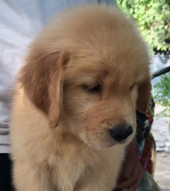 Golden Retriever Pedigree — photo 8