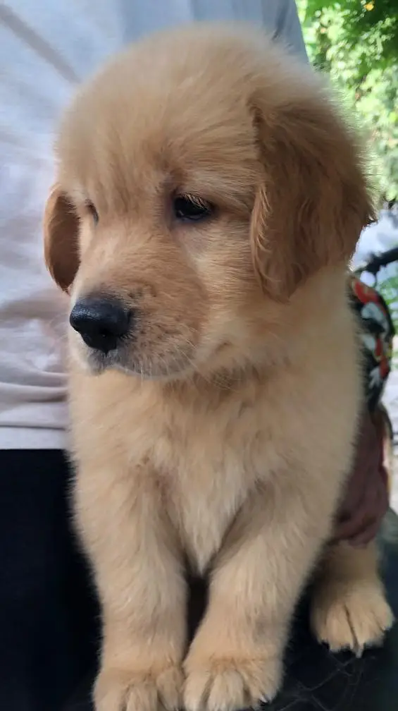 Golden Retriever Pedigree — photo 9
