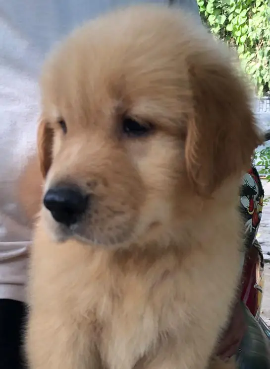 Golden Retriever Pedigree — photo 10