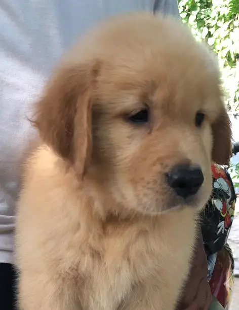 Golden Retriever Pedigree — photo 11