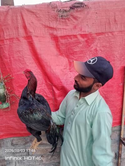 aseel patha for sale 03185799725