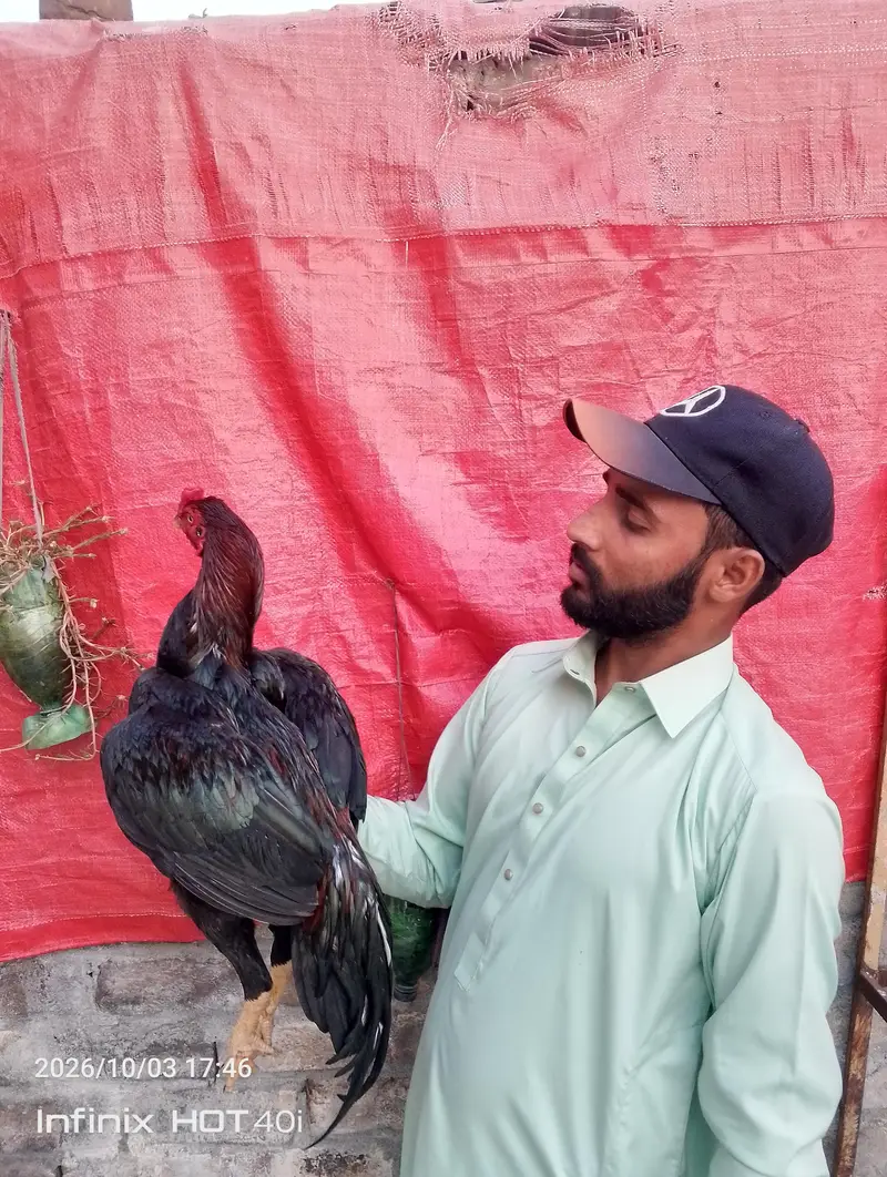 aseel patha for sale 03185799725 — photo 2