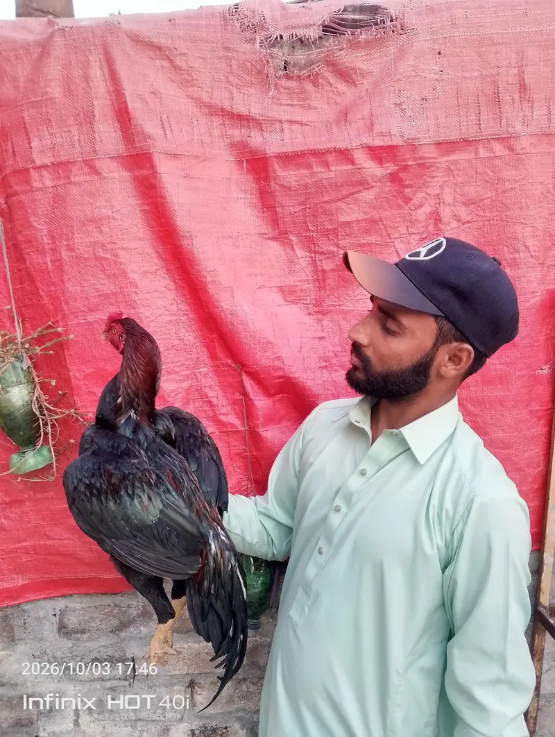 aseel patha for sale 03185799725 — photo 3