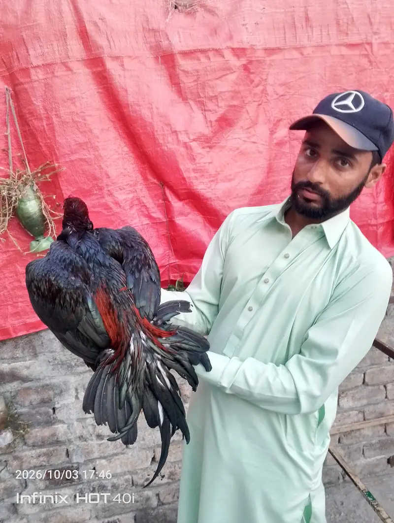 aseel patha for sale 03185799725 — photo 4
