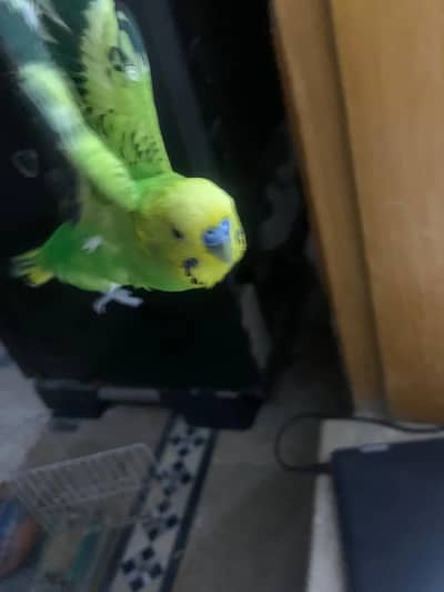 parrots for sell