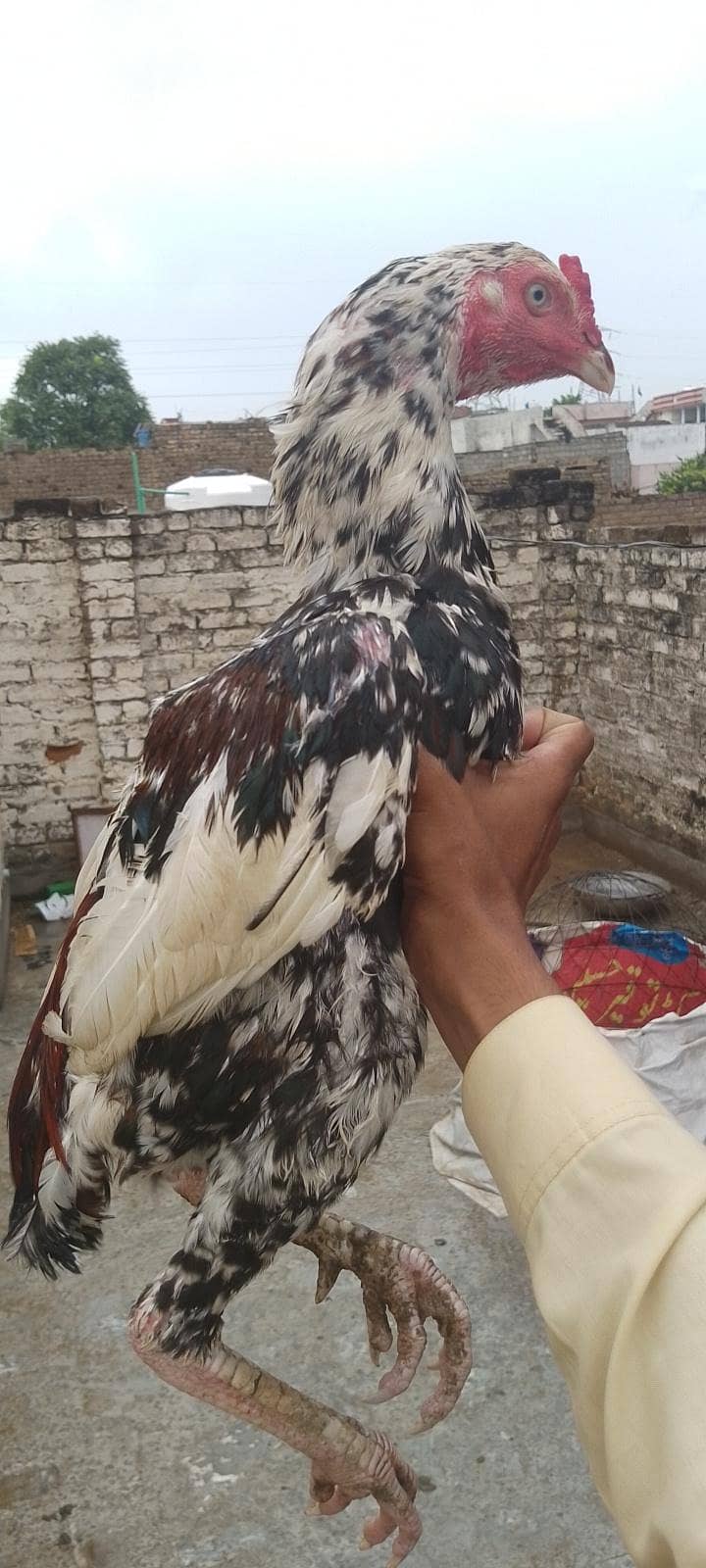 aseel 1