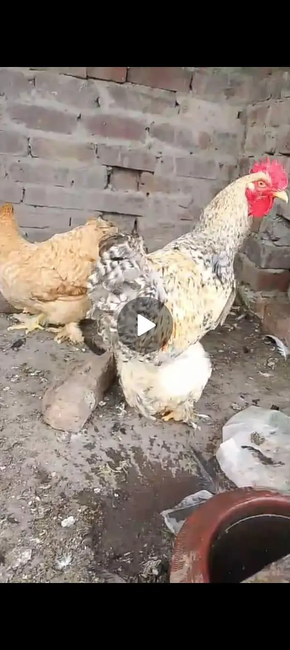fancy hens for sale long hit ma h exchange possible h healthy activ — photo 2