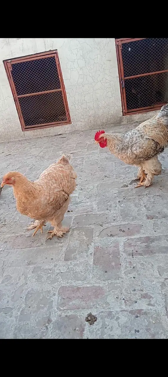 fancy hens for sale long hit ma h exchange possible h healthy activ — photo 3