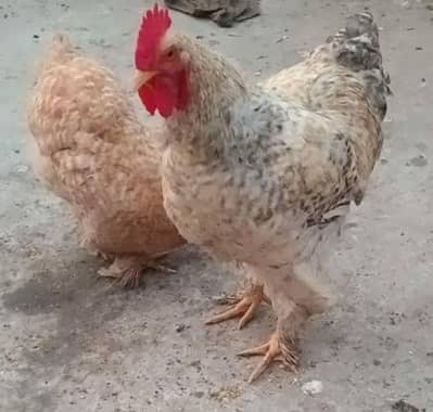 fancy hens for sale long hit ma h exchange possible h healthy activ