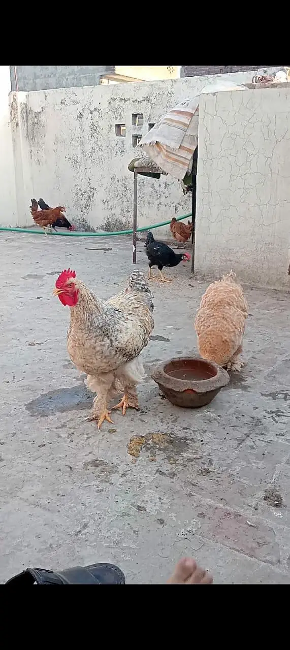 fancy hens for sale long hit ma h exchange possible h healthy activ — photo 4