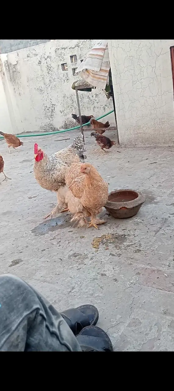 fancy hens for sale long hit ma h exchange possible h healthy activ — photo 5