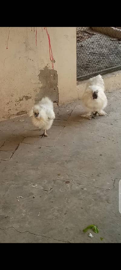 white silky
