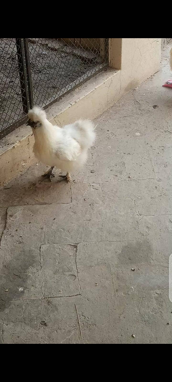 white silky 1
