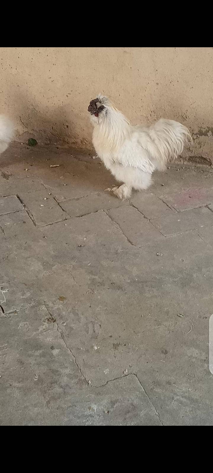 white silky 2