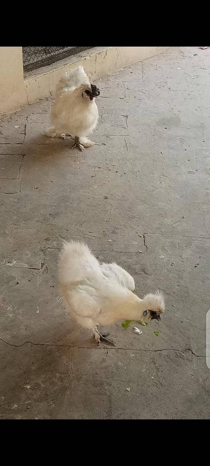 white silky 3