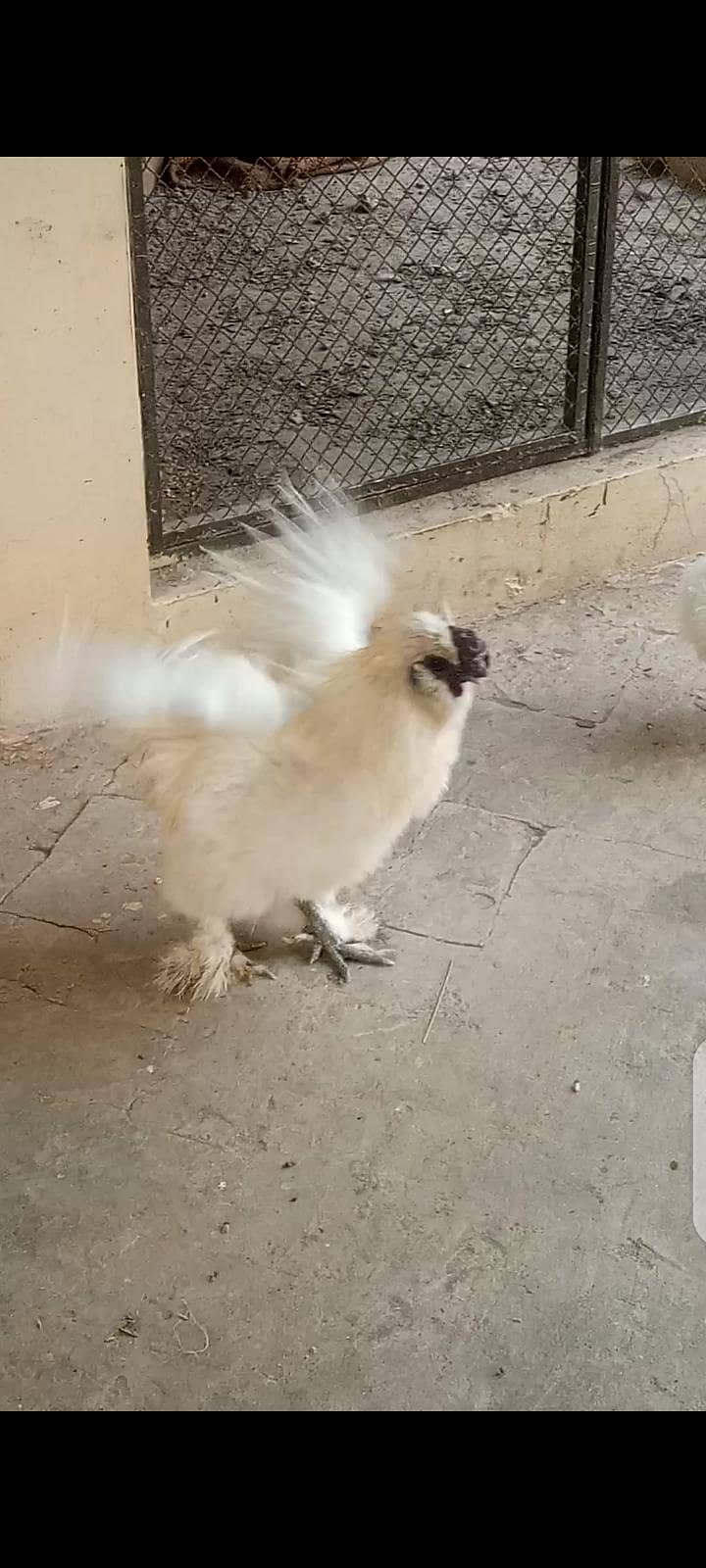 white silky 5