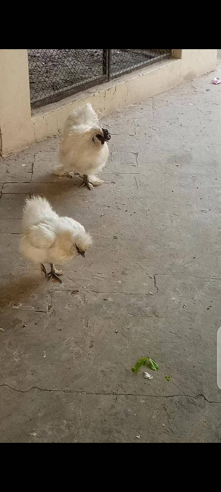 white silky 6