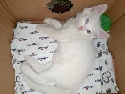 cat anmal
