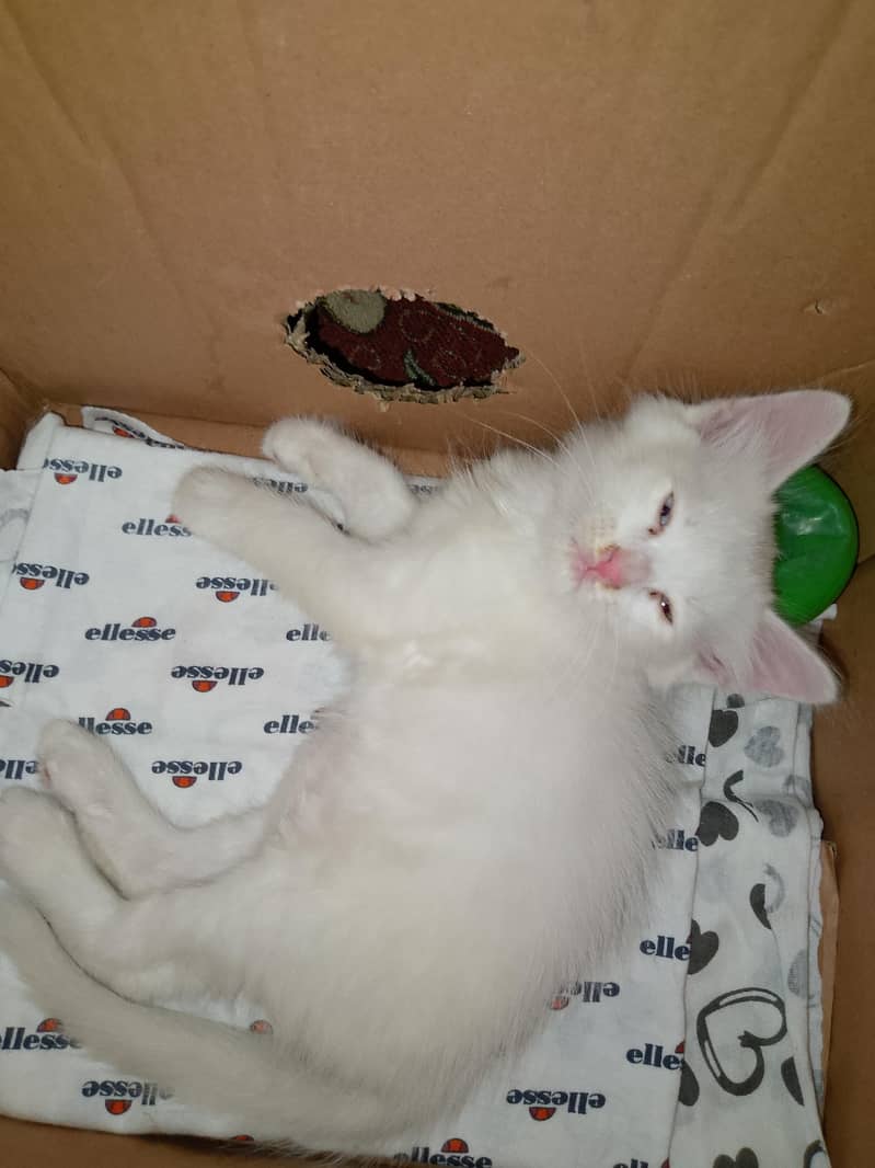 cat anmal 1