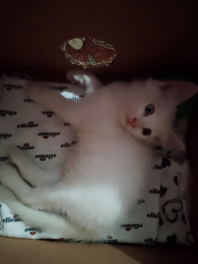 cat anmal 2