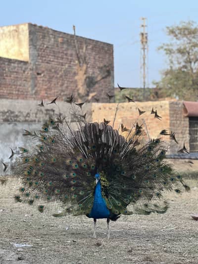 Peacocks for sale