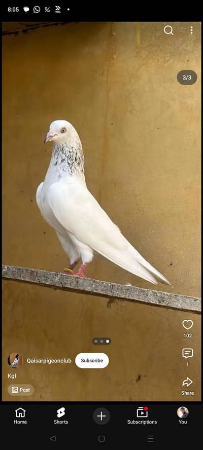 Top quality k Parwazi kabutar 0334-2637391 guaranteed