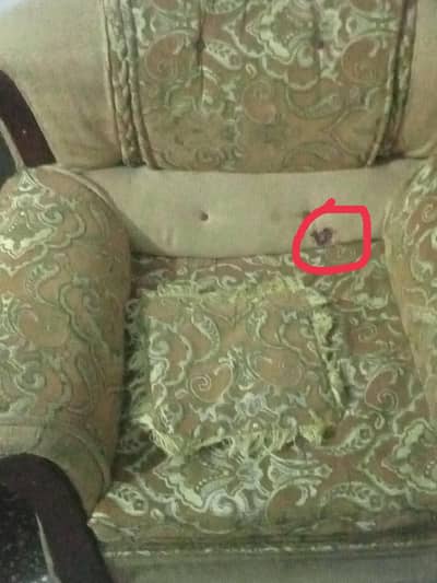 skin colour 5 cheat sofa