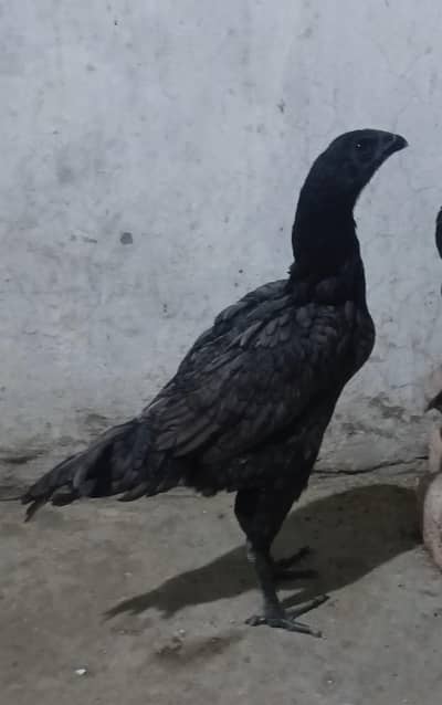dragon pair for sale male color Lakha female blue black skin