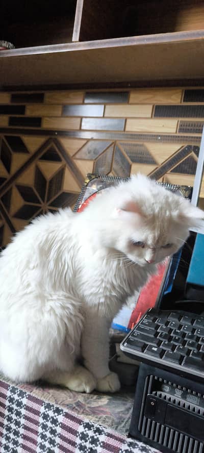 Beautiful Persian Male Cat for Sale