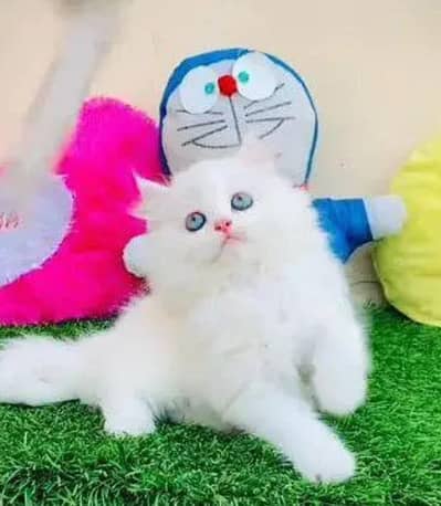 beautiful and healthy kittan far sale