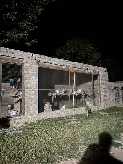 Turkey birds for sale