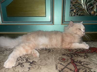 Persian Male Trained Cat . . . . Skin color