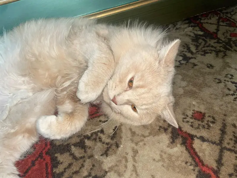 Persian Male Trained Cat . . . . Skin color — photo 2