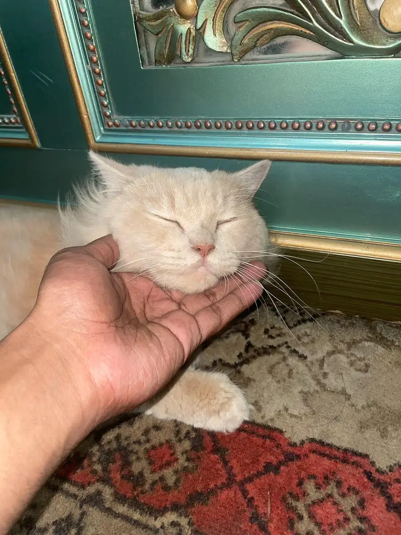 Persian Male Trained Cat . . . . Skin color — photo 3