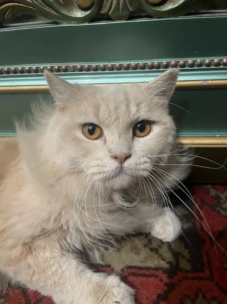 Persian Male Trained Cat . . . . Skin color — photo 4