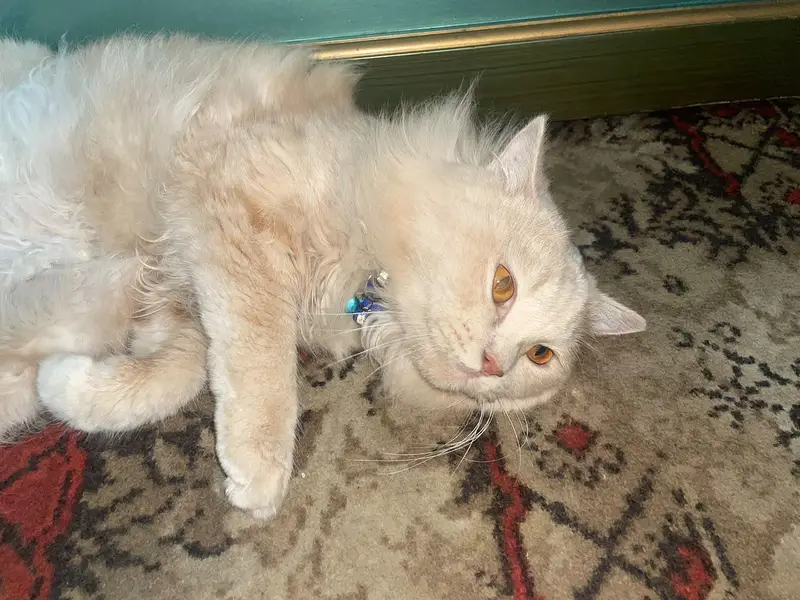 Persian Male Trained Cat . . . . Skin color — photo 5
