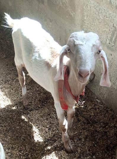 tota puri nasel ka Kashi Bakra for sell location surjani town