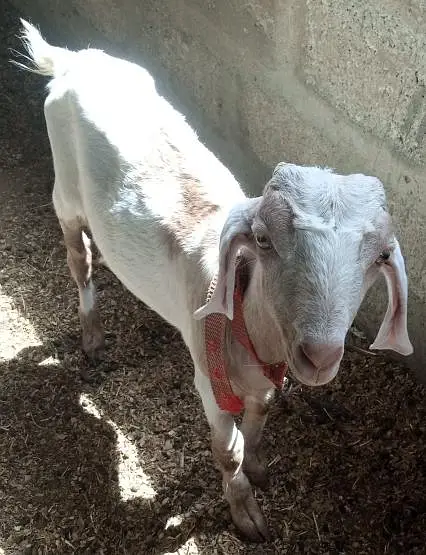 tota puri nasel ka Kashi Bakra for sell location surjani town — photo 2