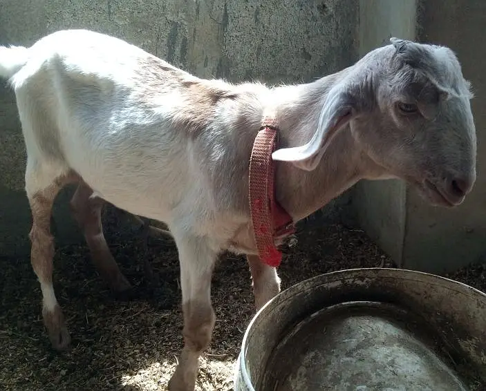 tota puri nasel ka Kashi Bakra for sell location surjani town — photo 3