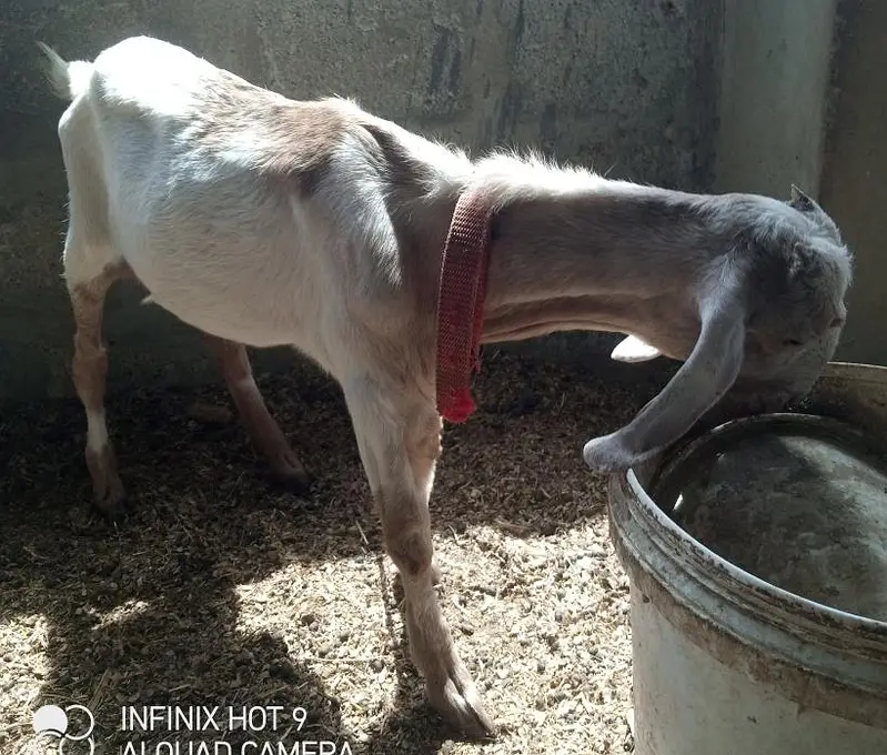 tota puri nasel ka Kashi Bakra for sell location surjani town — photo 4