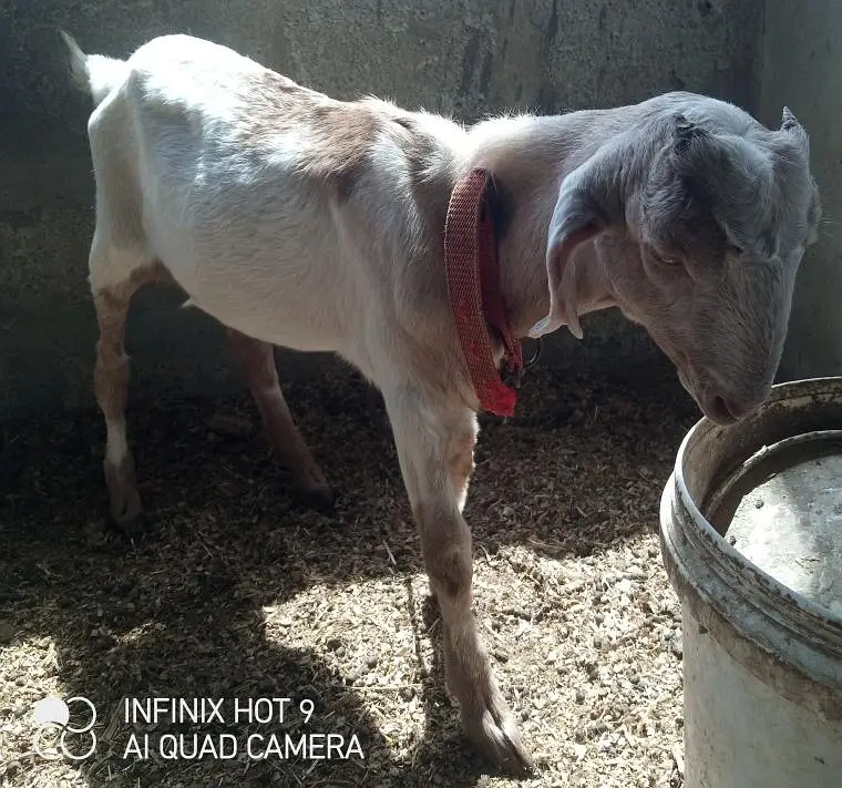 tota puri nasel ka Kashi Bakra for sell location surjani town — photo 6