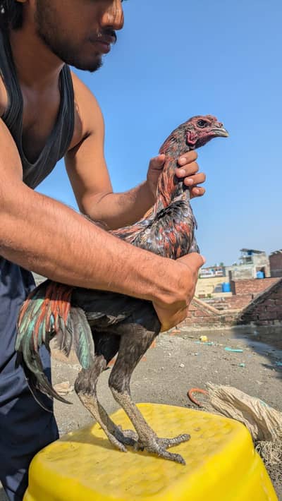 Dragon A plus Quality cook and hens