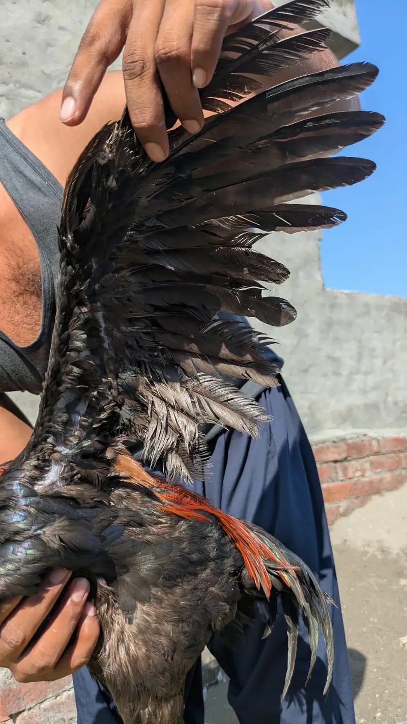 Dragon A plus Quality cook and hens — photo 4