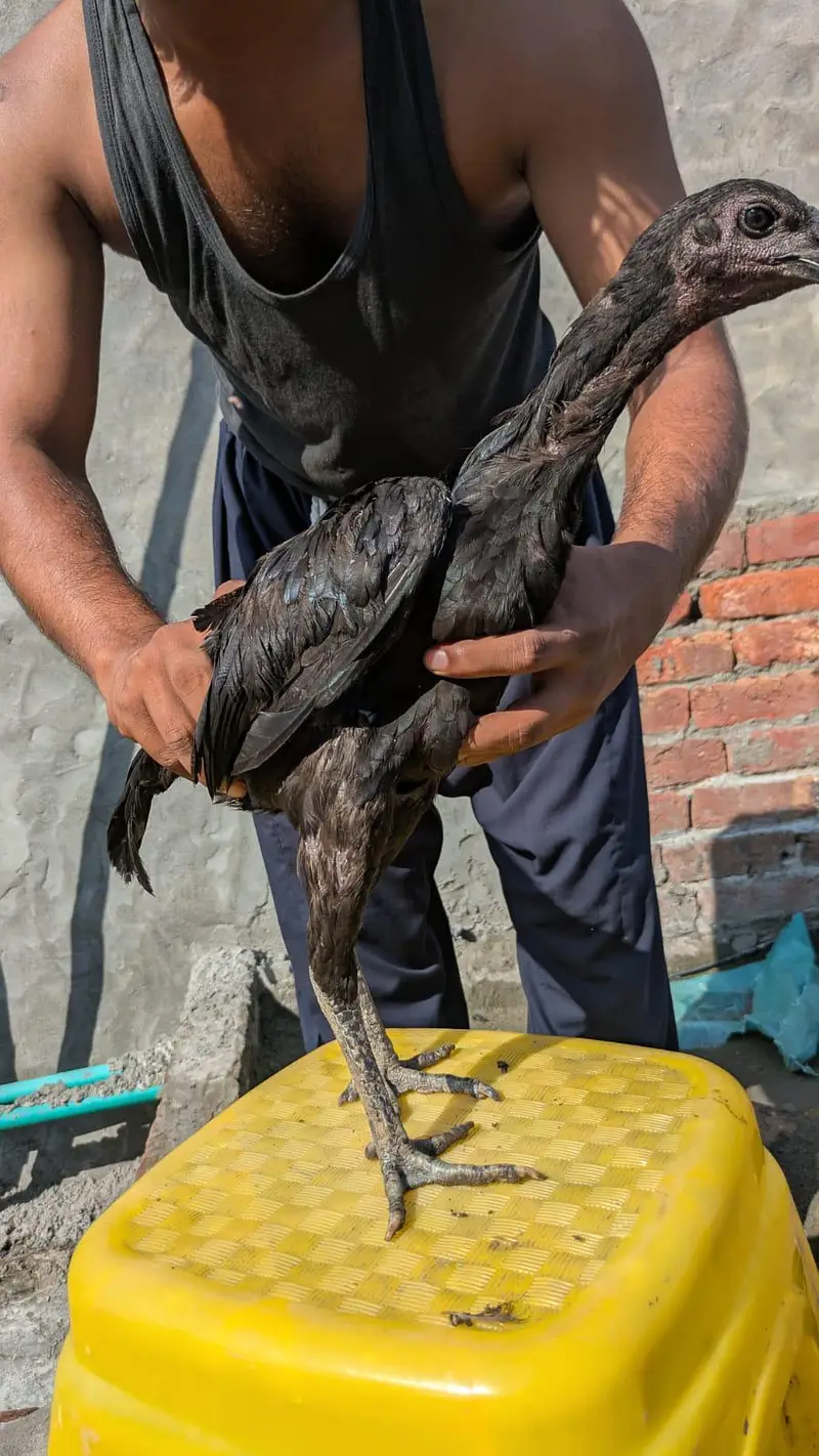 Dragon A plus Quality cook and hens — photo 5