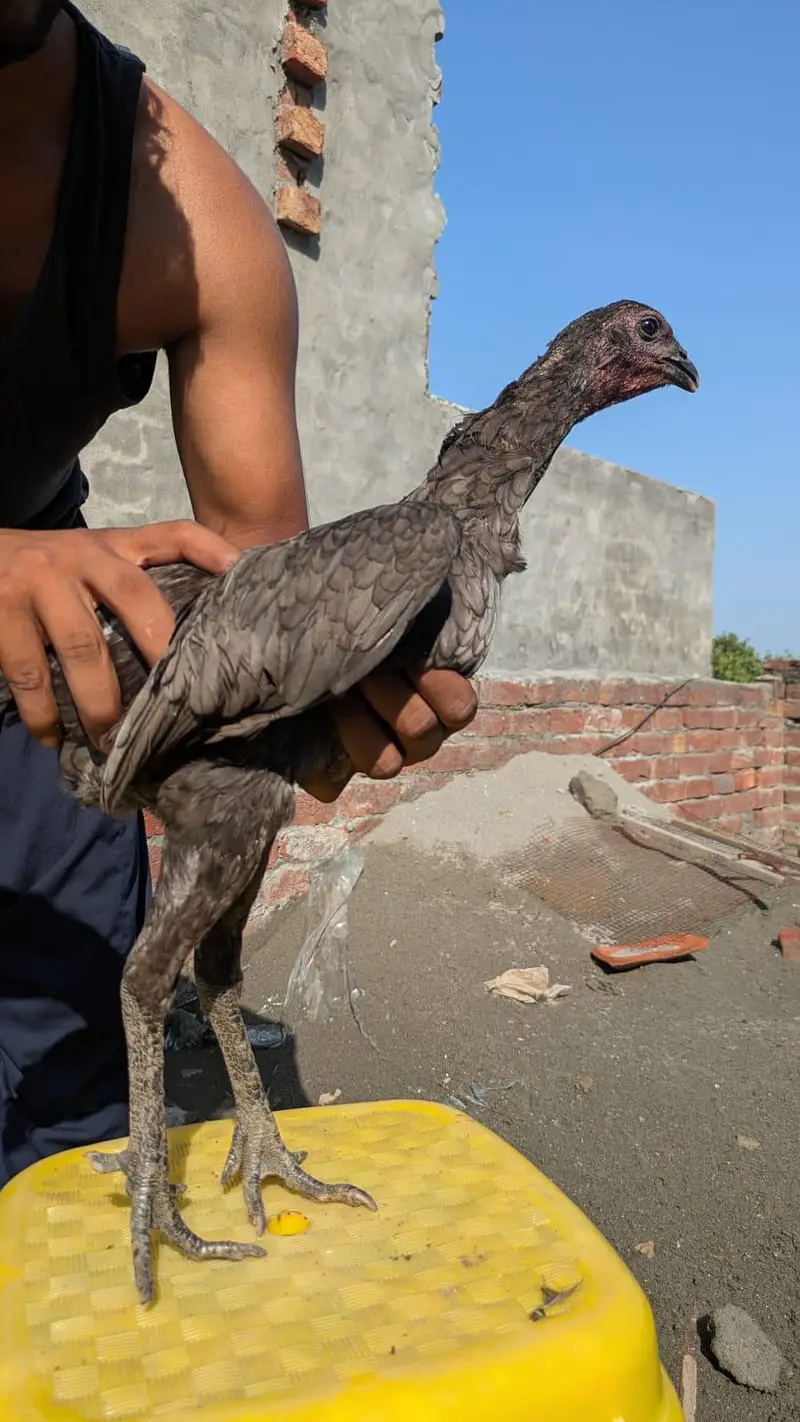 Dragon A plus Quality cook and hens — photo 7