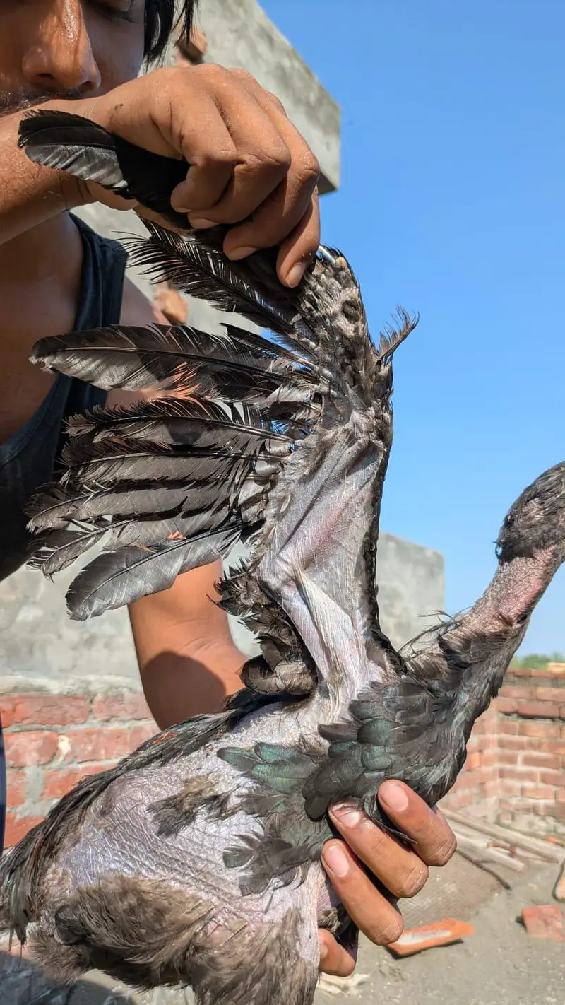 Dragon A plus Quality cook and hens — photo 8