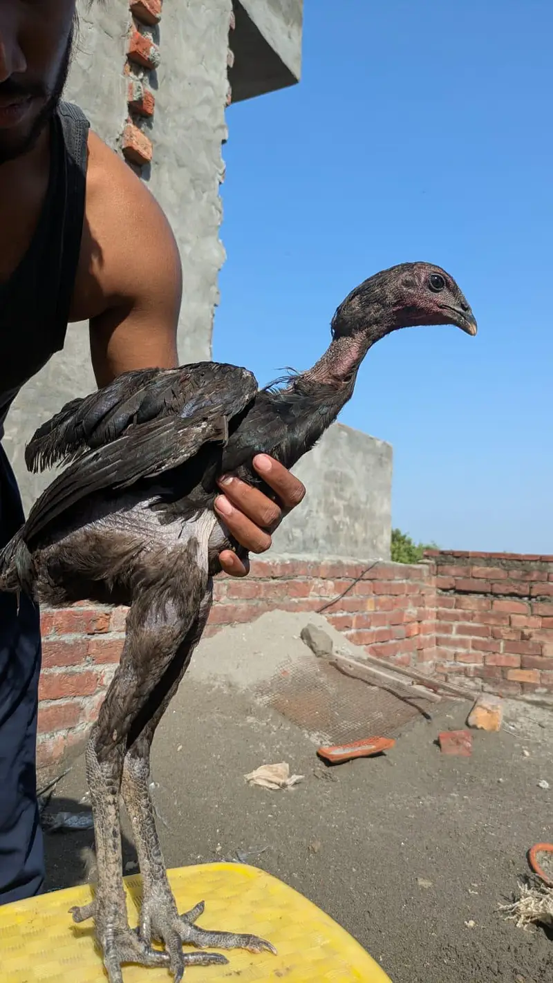 Dragon A plus Quality cook and hens — photo 10