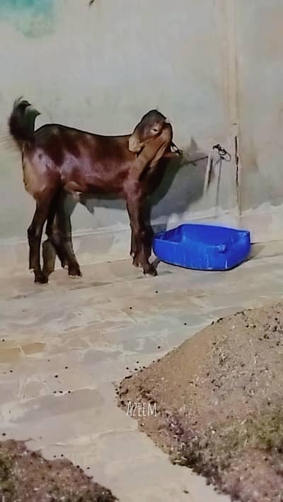 Lal Nukhra Ablaq male03342637391